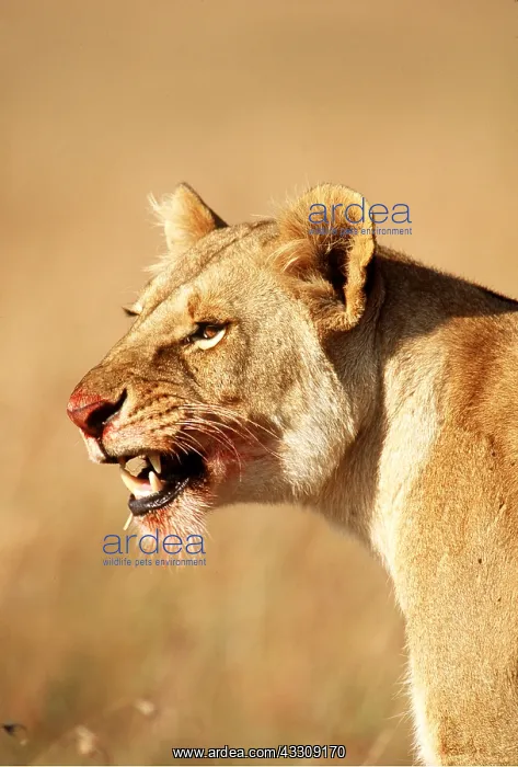  : LION - single lioness  /  female with blood on face