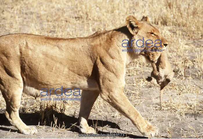 : LION - single lioness / female carrying cub by nape : LION - single lioness / female carrying cub by nape