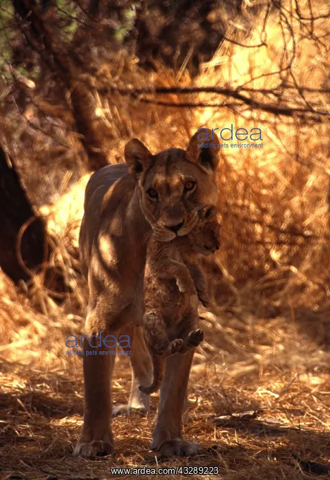 : LION - single lioness / female carrying cub by nape : LION - single lioness / female carrying cub by nape