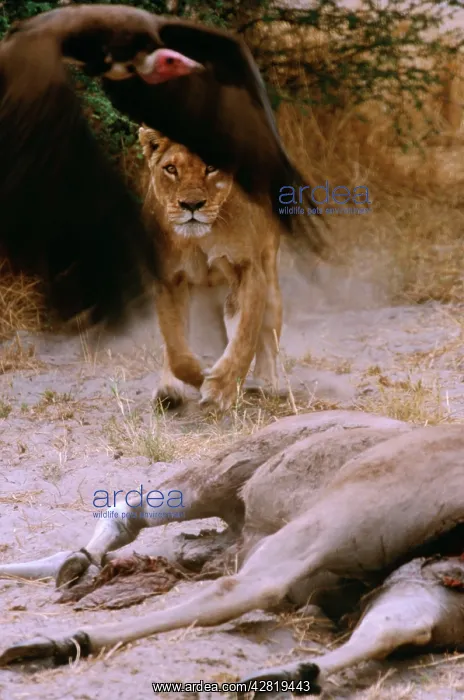  : LION - single lioness  /  female chases hooded vulture