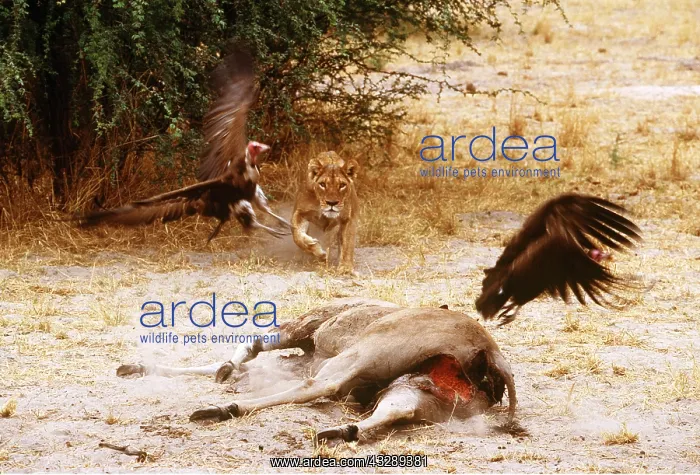 : LION - single lioness / female chasing hooded vultures : LION - single lioness / female chasing hooded vultures