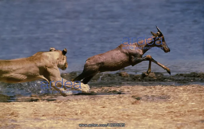 : Lion - single lioness / female chasing Tsessebe : Lion - single lioness / female chasing Tsessebe