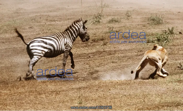  : LION - single lioness  /  female chasing zebra in