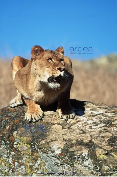 : LION - single lioness  /  female crouching on rock