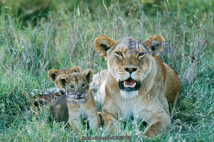 : LION - single lioness / female and cubs : LION - single lioness / female and cubs