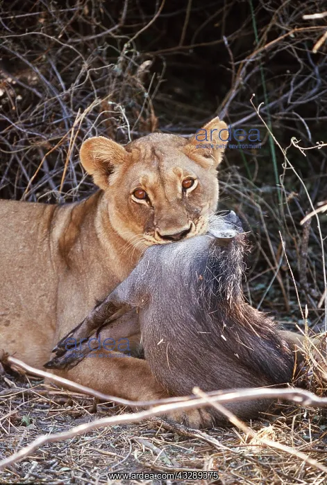 : LION - single lioness / female with dead warthog : LION - single lioness / female with dead warthog