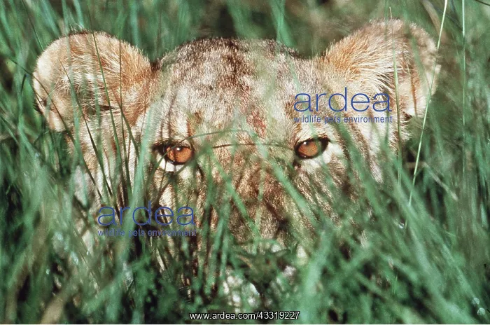 : LION - single lioness / female head in grass watching prey : LION - single lioness / female head in grass watching prey
