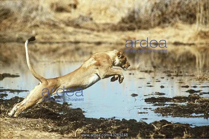 : LION - single lioness / female leaping : LION - single lioness / female leaping