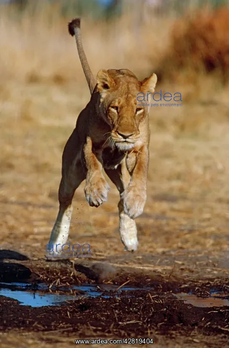 : LION - single lioness / female leaping towards camera : LION - single lioness / female leaping towards camera
