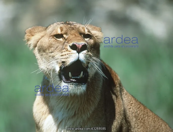 : LION - single lioness / female, open mouth : LION - single lioness / female, open mouth