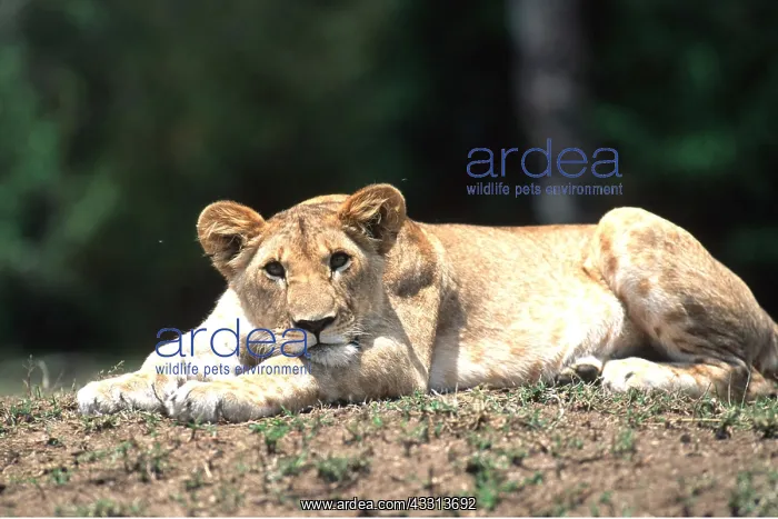: LION - single lioness / female reclining : LION - single lioness / female reclining