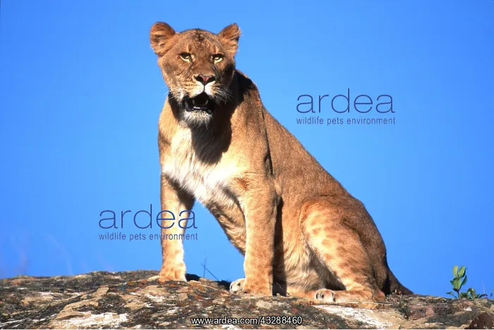 : LION - single lioness / female sitting on rock : LION - single lioness / female sitting on rock