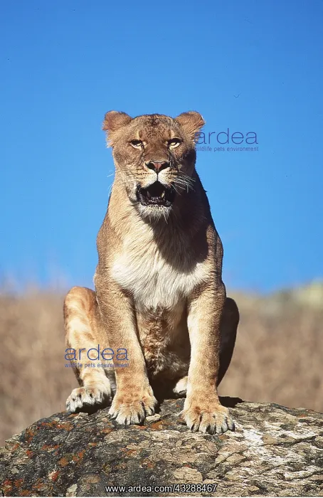  : LION - single lioness  /  female sitting on rock facing