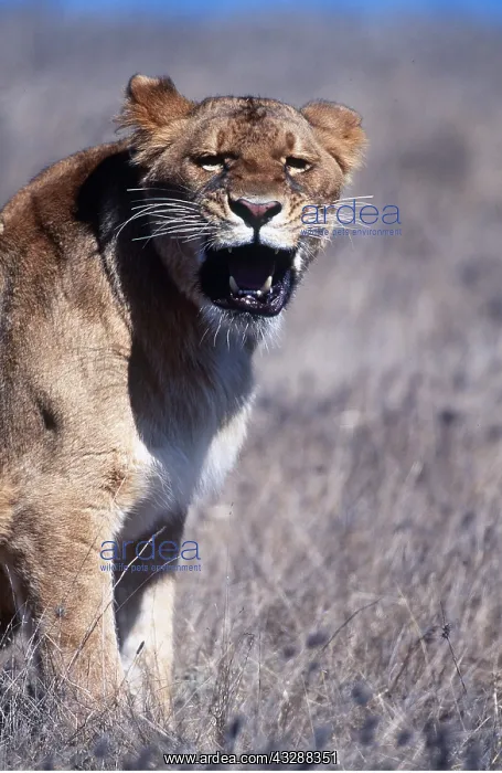 : LION - single lioness / female snarling facing camera : LION - single lioness / female snarling facing camera