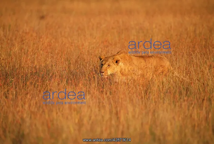  : LION - single Lioness  /  female stalking in grass