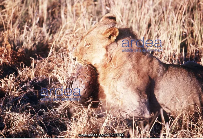 : LION - single lioness / female trying to bite pangolin : LION - single lioness / female trying to bite pangolin