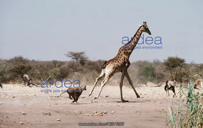 : Lion - single lioness / female unsuccessfully chasing : Lion - single lioness / female unsuccessfully chasing
