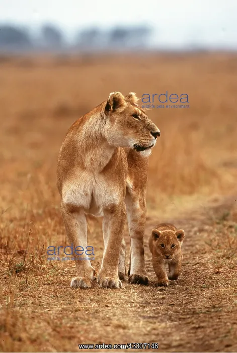 : LION - single lioness / female walking with cub : LION - single lioness / female walking with cub