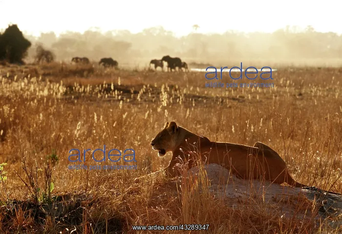 : LION - single lioness / female watching game : LION - single lioness / female watching game