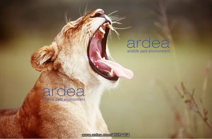 : LION - single lioness / female yawning : LION - single lioness / female yawning