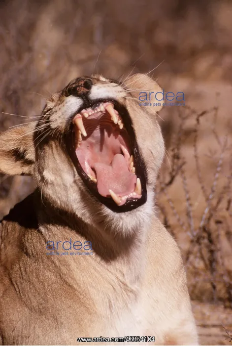 : LION - single lioness / female yawning : LION - single lioness / female yawning