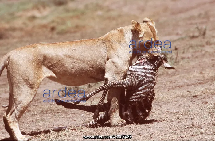 : LION - single lioness  /  female with zebra foal kill