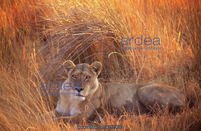 : LION - single lioness lying in long grass : LION - single lioness lying in long grass