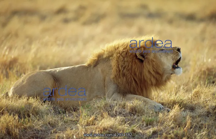 : LION - single male : LION - single male