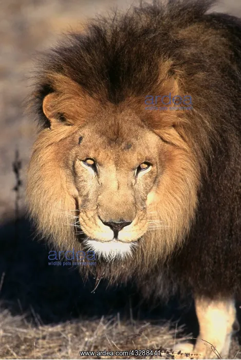 : LION - single male, close-up of head : LION - single male, close-up of head