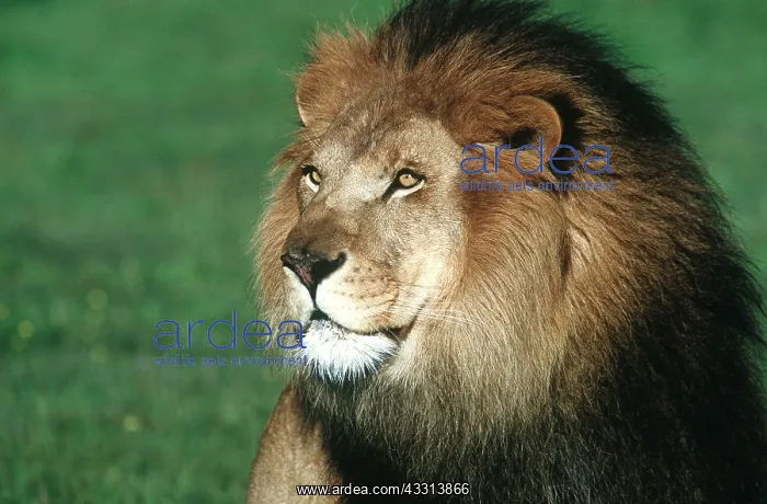 : LION - Single male, close-up of head : LION - Single male, close-up of head
