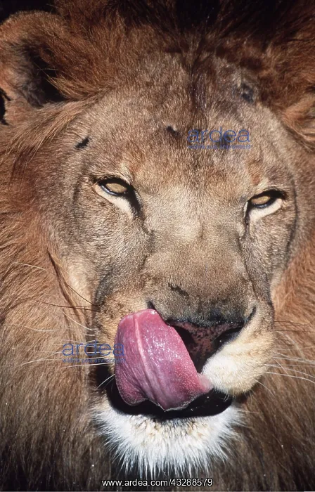 : LION - single male close-up of head with tongue out : LION - single male close-up of head with tongue out
