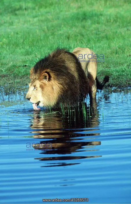 : LION - Single male, drinking : LION - Single male, drinking