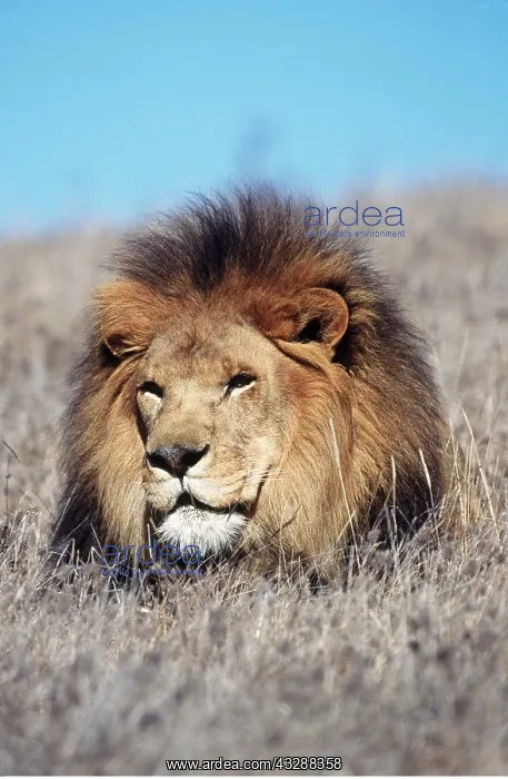 : LION - Single male, head in long grass : LION - Single male, head in long grass