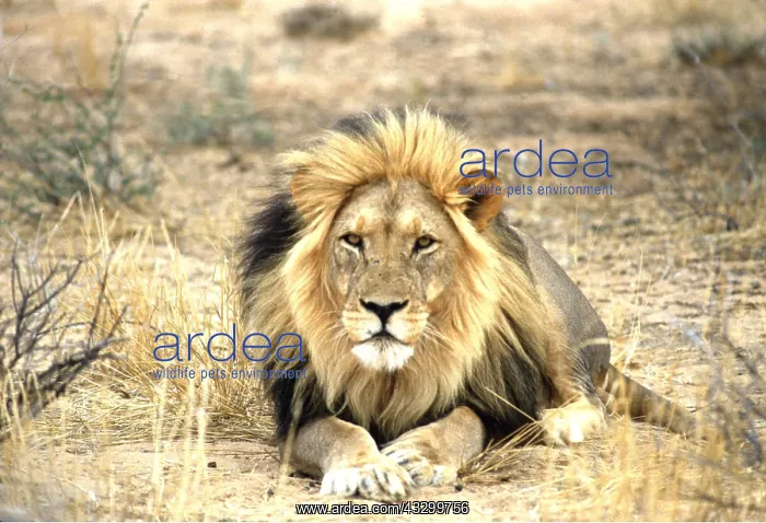 : LION - single male, lying down : LION - single male, lying down