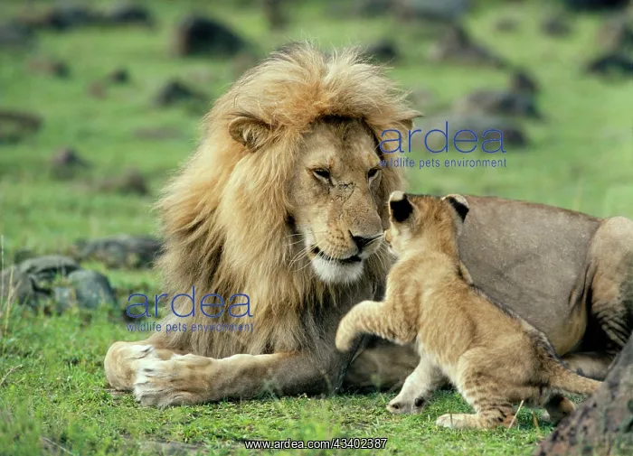: LION - single male playing with cub : LION - single male playing with cub