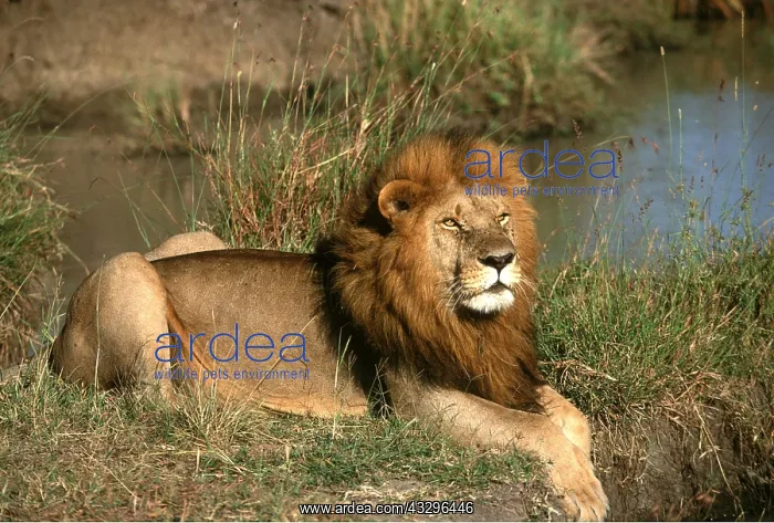  : LION - single male resting