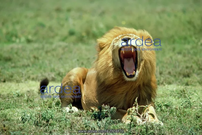 : LION - single male roaring : LION - single male roaring