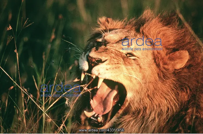 : LION - single male, roaring : LION - single male, roaring