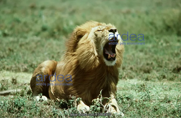 : LION - single male roaring : LION - single male roaring