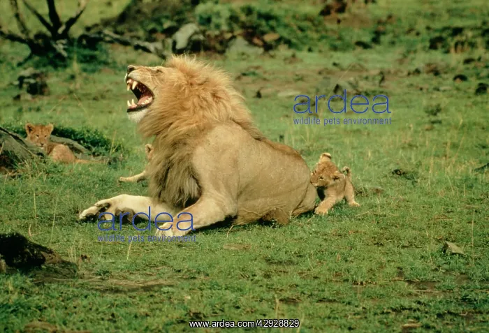 : LION - single male roaring with cub biting rump : LION - single male roaring with cub biting rump