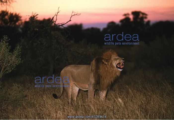  : LION - single male roars, flehmen