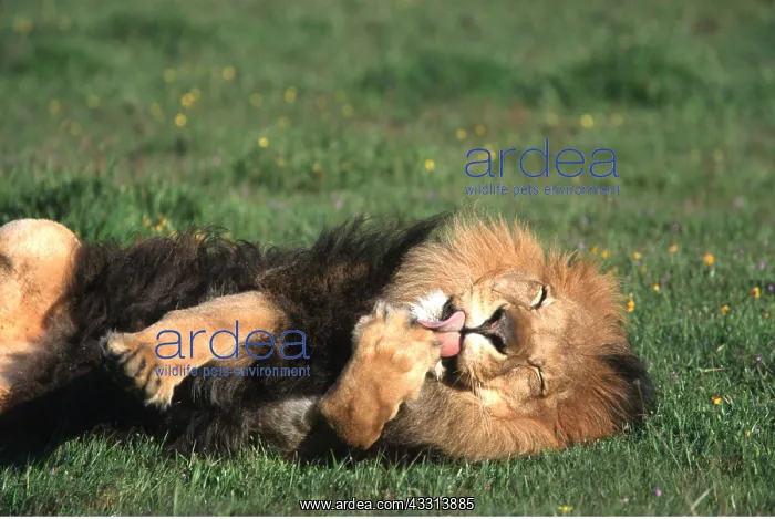: LION - single male rolling on ground, licking paw : LION - single male rolling on ground, licking paw