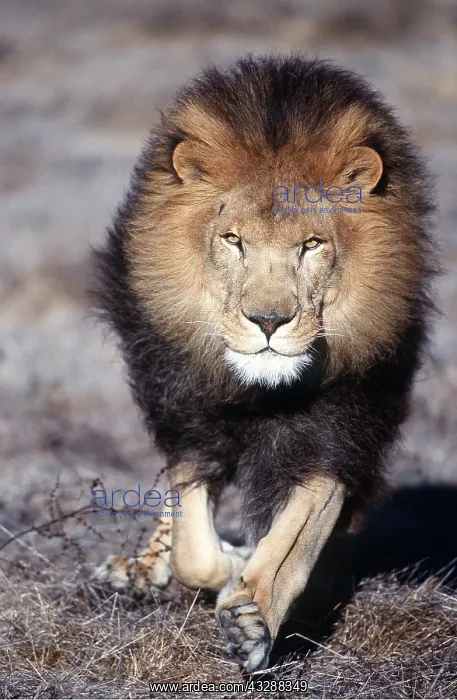: LION - single male, running : LION - single male, running