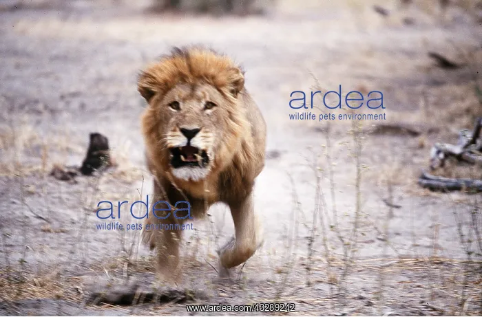 : LION - single male, runs towards camera : LION - single male, runs towards camera