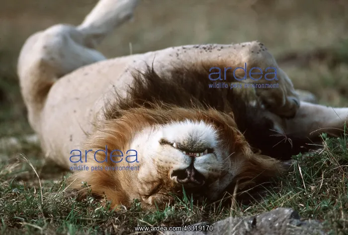 : LION - single male sleeping on back : LION - single male sleeping on back