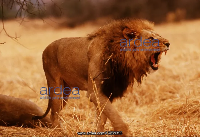 : LION - single male, snarling : LION - single male, snarling
