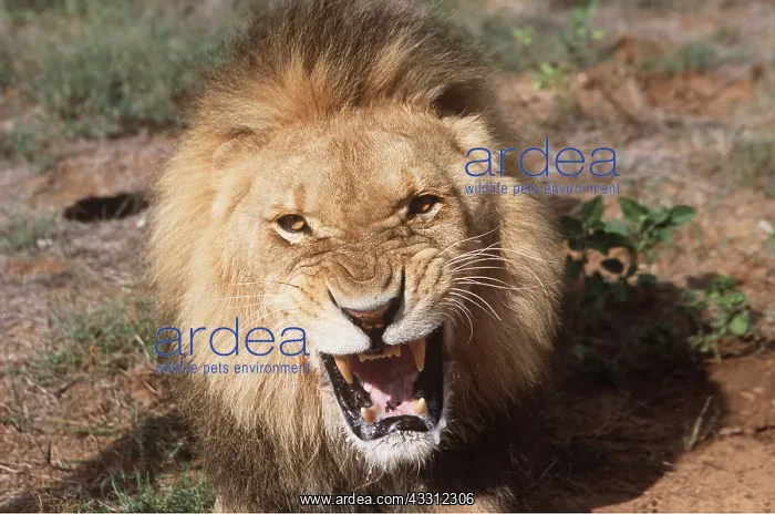 : LION - single male, Snarling : LION - single male, Snarling