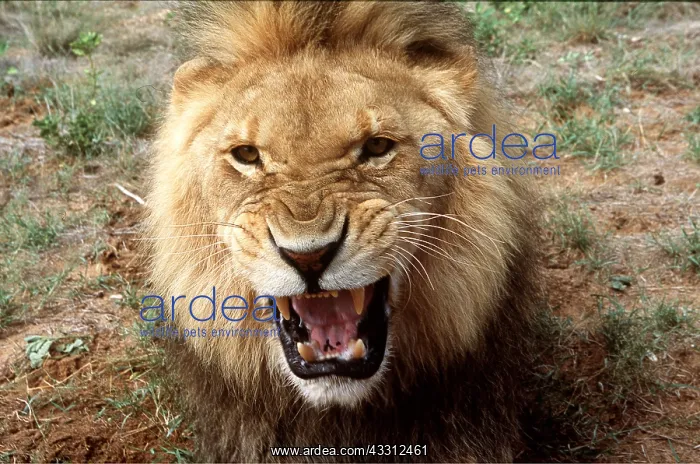 : LION - single male, snarling : LION - single male, snarling