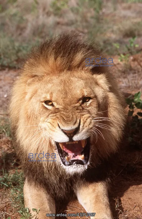 : LION - single male, snarling : LION - single male, snarling