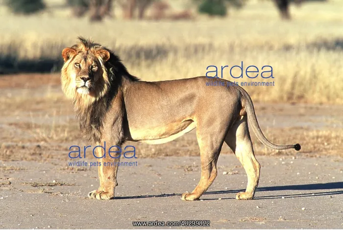 : LION - single male, standing : LION - single male, standing
